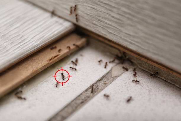 Best Best Pest Control Companies  in Cedar Hills, UT