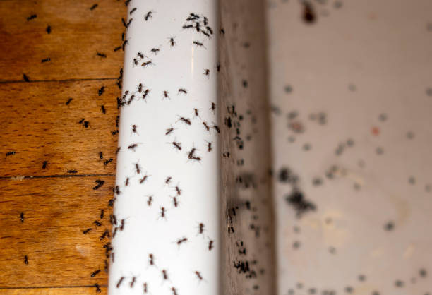 Best Cockroach Control Services  in Cedar Hills, UT