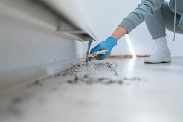 Best Termite Control Services  in Cedar Hills, UT